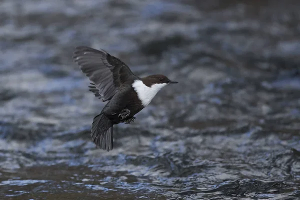 S bílým hrdlem (Cinclus cinclus) — Stock fotografie