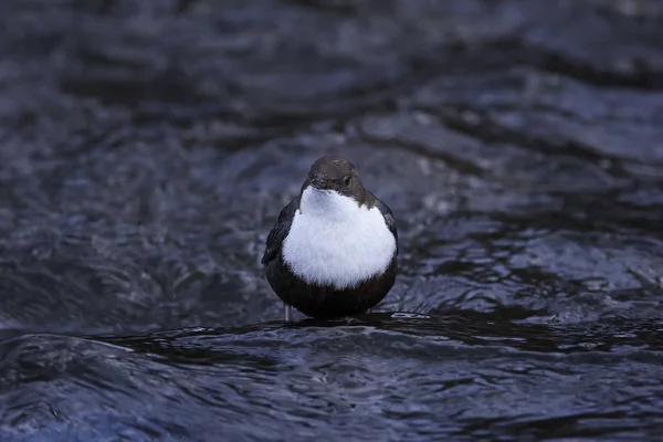 Cazo de garganta blanca (Cinclus cinclus) — Foto de Stock