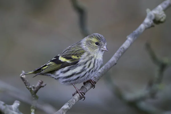 Eurasian siskin (Spinus spinus) — Fotografie, imagine de stoc