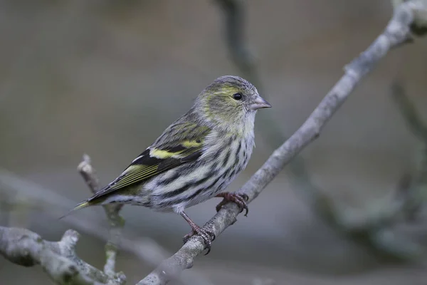 Zeisig (Spinus spinus)) — Stockfoto