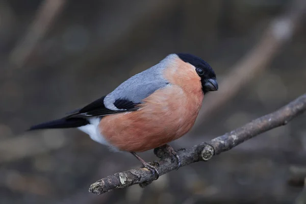 Eurasian bullfinch (Pyrrhula pyrrhula) — Stock Photo, Image