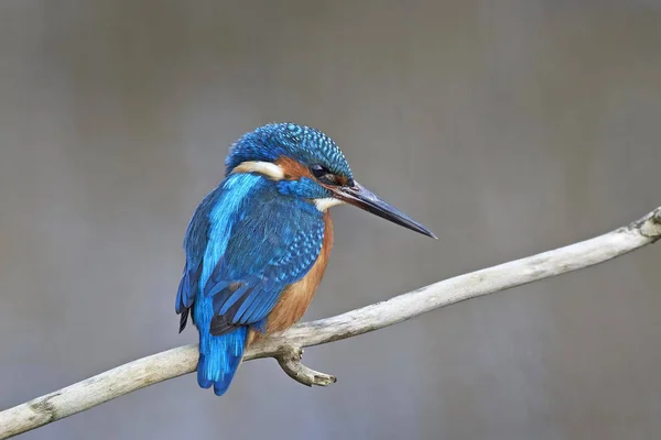 Gewone ijsvogel (Alcedo at this) — Stockfoto