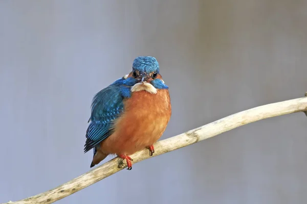 Common Kingfisher (Alcedo at this ) — стоковое фото