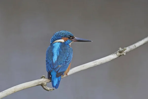 Kingfisher comum (Alcedo atthis ) — Fotografia de Stock