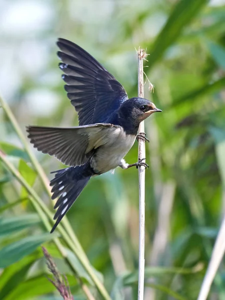 Fienile Rondine (hirundo rustica) — Foto Stock