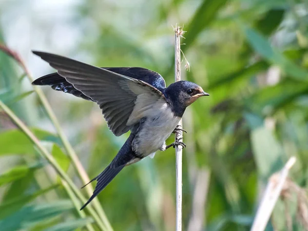 Ahır kırlangıcı (Hirundo rustica)