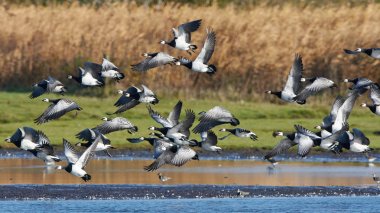 Barnacle kaz (Branta leucopsis)