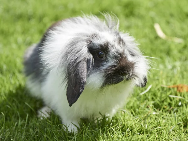 Domestic rabbit (Oryctolagus) — Stock Photo, Image