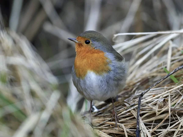 Rödspätta (Erithacus rubecula)) — Stockfoto