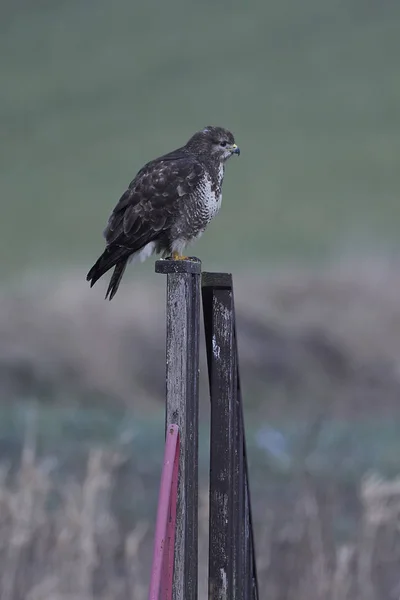 Common buzzard (Buteo buteo) — Stock Photo, Image