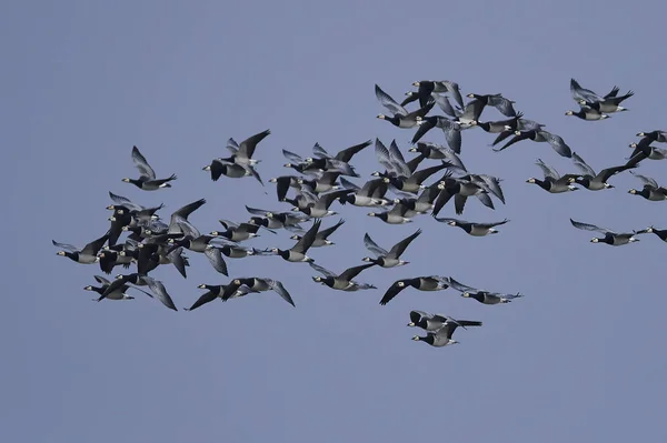 Barnacle geese (Branta leucopsis) — Stock Photo, Image