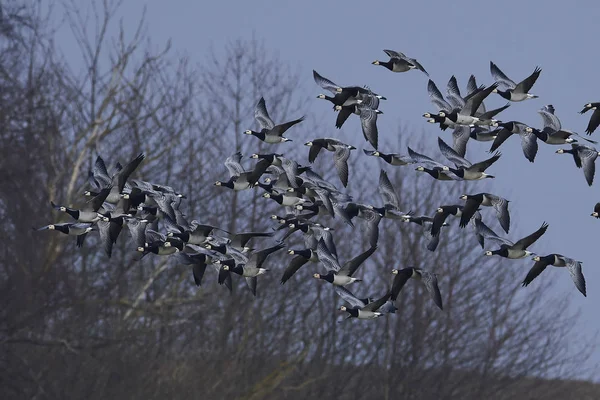 Barnacle geese (Branta leucopsis) — Stock Photo, Image