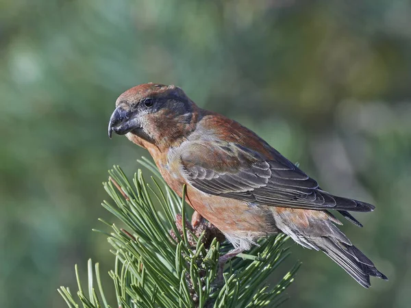 Parrot crossbill (Loxia pytyopsittacus) — Stock Photo, Image