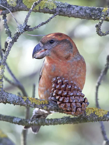 Ponto de cruz de papagaio (Loxia pytyopsittacus ) — Fotografia de Stock