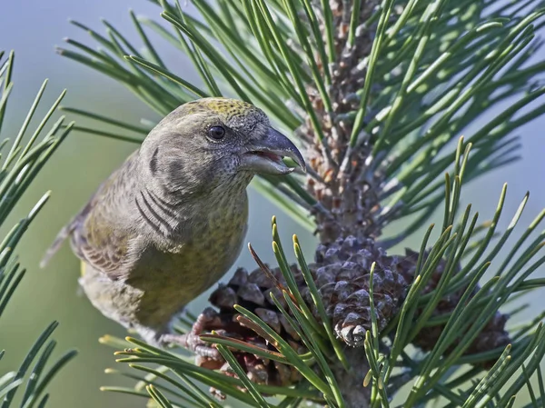 Parrot crossbill (Loxia pytyopsittacus) — Stock Photo, Image