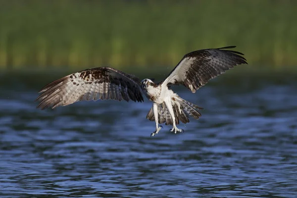 Orlovec říční (pandion haliaetus) — Stock fotografie