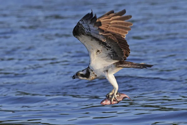 Osprey (pandion haliaetus) ) —  Fotos de Stock