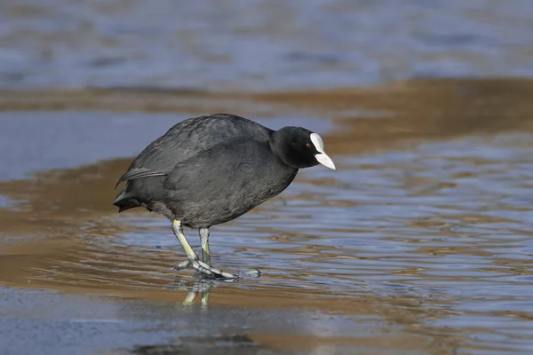 Sárgarépa (Fulica atra)) — Stock Fotó