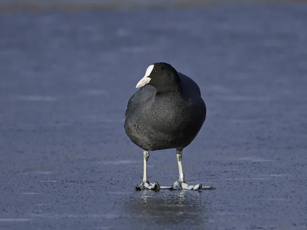 Coot euroasiático (Fulica atra) — Foto de Stock