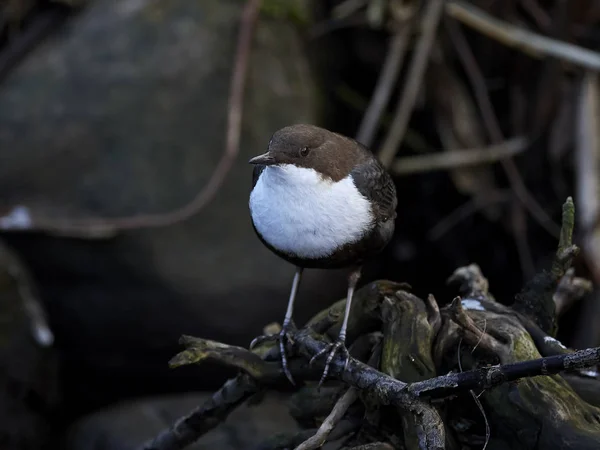 Beyaz boğazlı dipper (Cinclus cinclus) — Stok fotoğraf