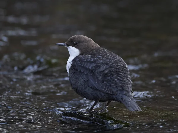 Cazo de garganta blanca (Cinclus cinclus) — Foto de Stock