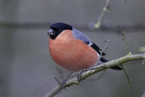 Euraziatische Vink Pyrrhula Pyrrhula — Stockfoto