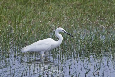 Küçük Egret (Egretta garzetta)