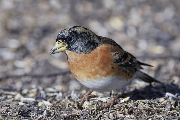 Pinzón real (Fringilla montifringilla) — Foto de Stock