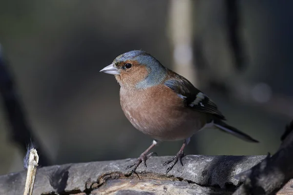 常见的Chaffinch (Fringilla coelebs)) — 图库照片