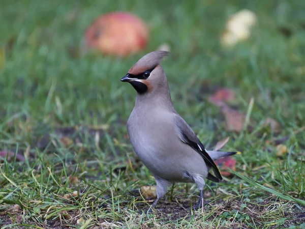 Cera di Boemia (Bombycilla garrulus ) — Foto Stock