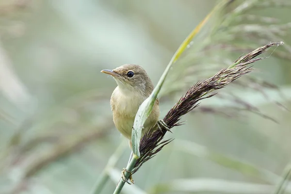 Eurasian reed warbler (Acrocephalus scirpaceus) — Stock Photo, Image