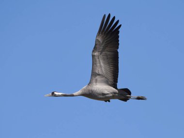 Bayağı turna (Grus Grus)