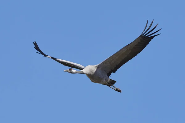 Jeřáb popelavý (Grus Grus) — Stock fotografie