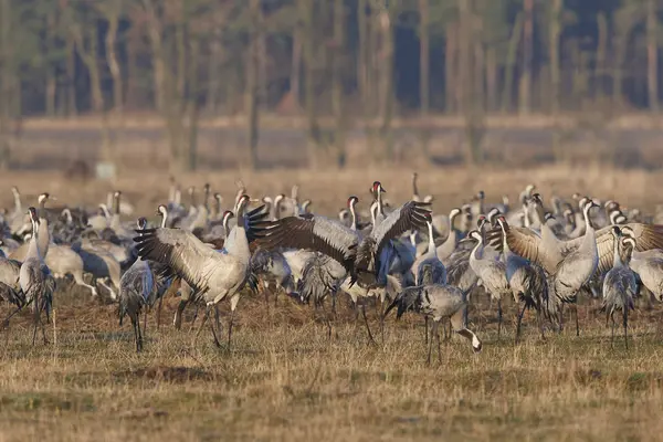 Guindaste comum (Grus grus ) — Fotografia de Stock