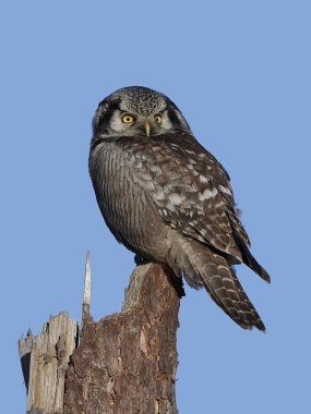 Kuzey Şahin kuşu (Surnia ulula)