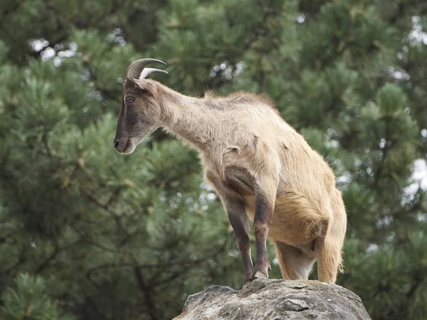 Tahr himalayen (Hemitragus jemlahicus) ) — Photo