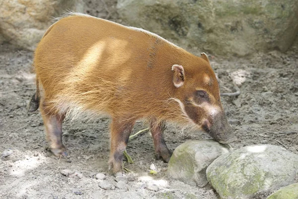 Vörös folyami disznó (Potamochoerus porcus)) — Stock Fotó