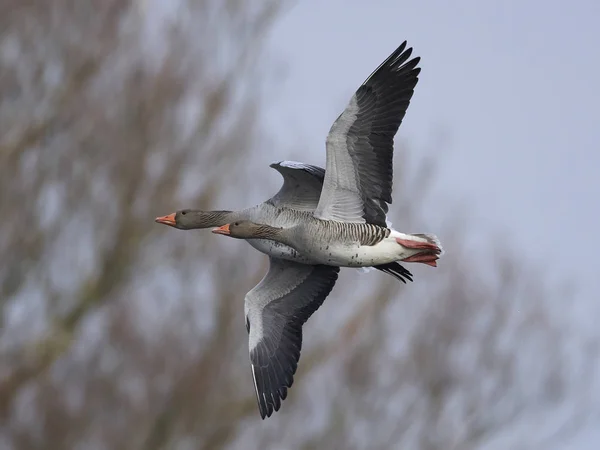 Greylag geese (Anser anser) — Stock Photo, Image