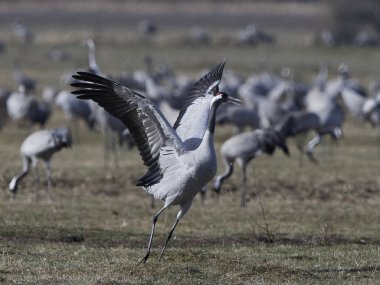 Bayağı turna (Grus Grus)