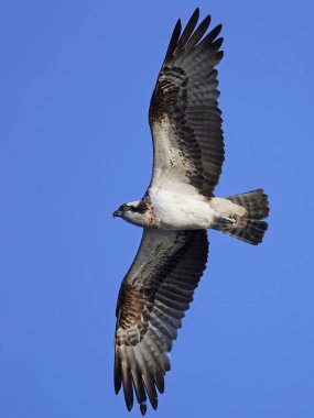 Sorguç (pandion haliaetus)