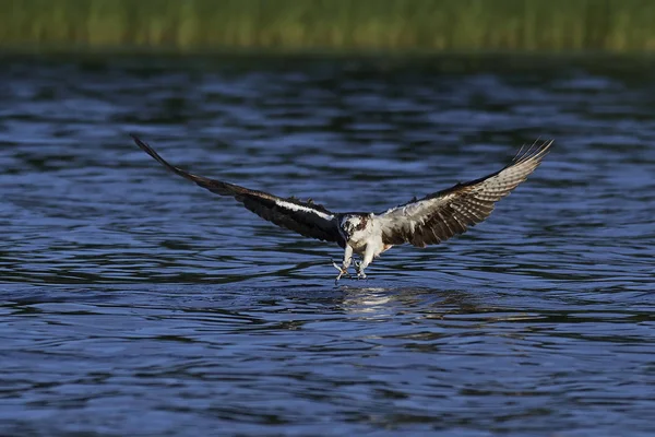 Osprey (pandion haliaetus) ) —  Fotos de Stock