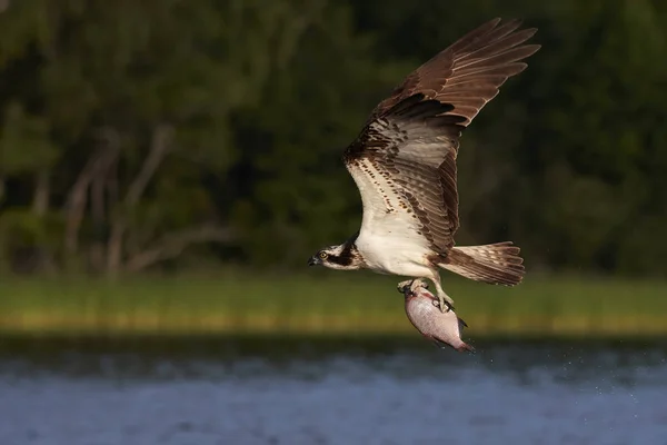 Orlovec říční (pandion haliaetus) — Stock fotografie