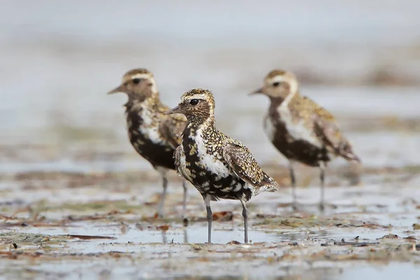 Goldregenpfeifer (pluvialis apricaria)) — Stockfoto