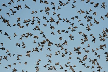 Sığırcık (Sturnus vulgaris))