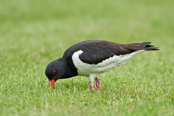 Ústřičník bělolemý (Haematopus ostralegus) — Stock fotografie