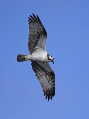 Sorguç (pandion haliaetus)