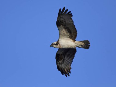 Sorguç (pandion haliaetus)