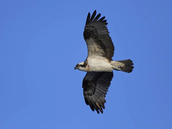 鱼鹰 (潘底翁 haliaetus) — 图库照片