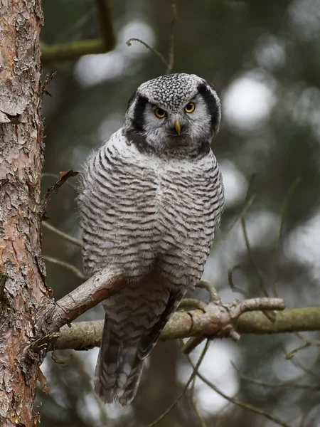 Habichtskauz (surnia ulula)) — Stockfoto