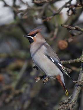 Bohem İpekkuyruk (Bombycilla garrulus)